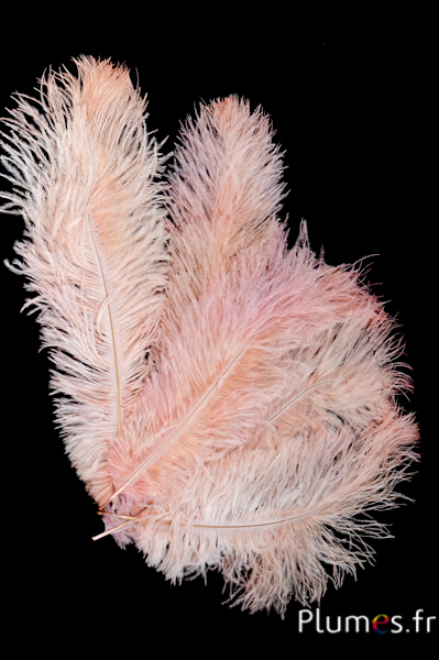 Autruche - 30-40 cm - crabe 